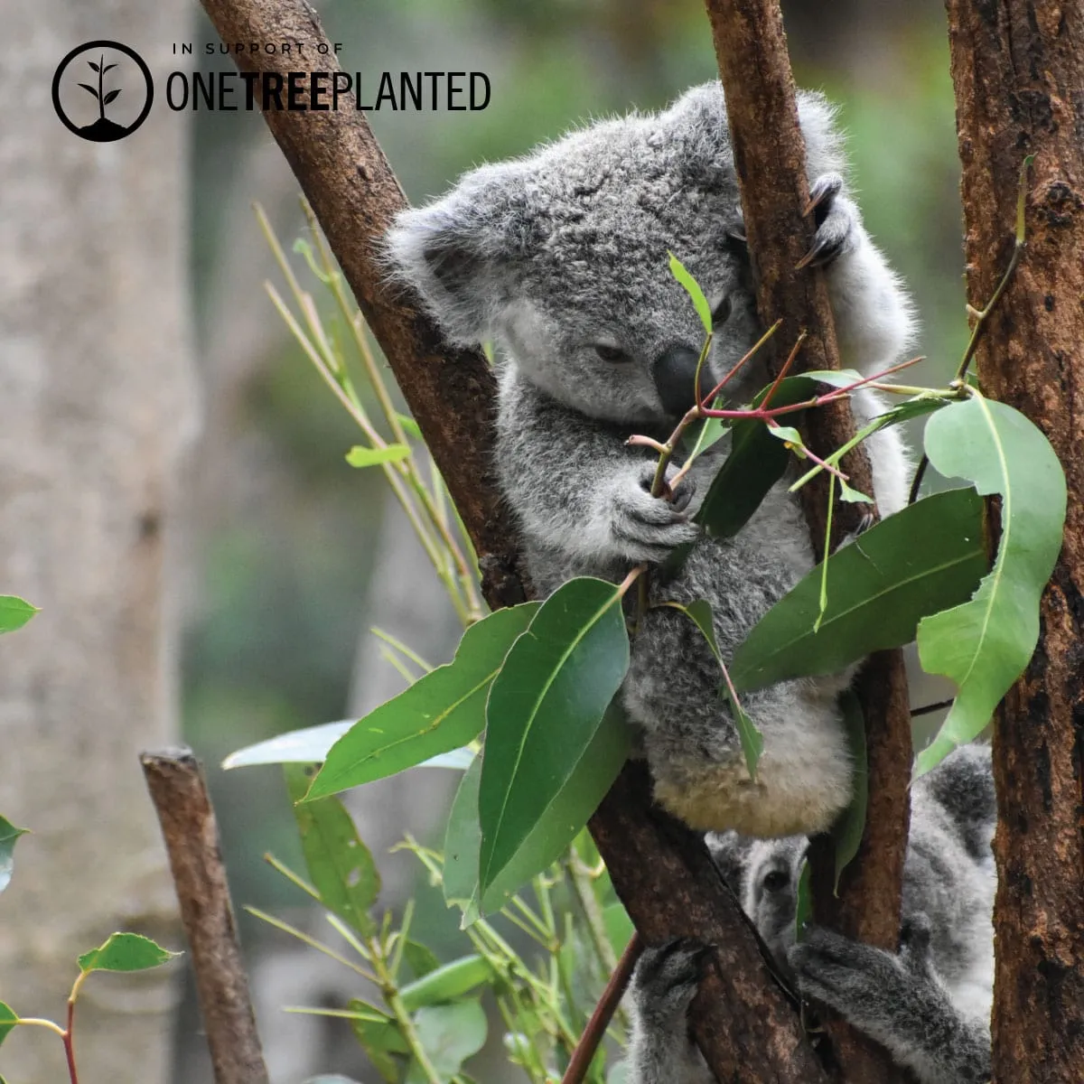 Koala Links | Mini Kismet Bracelet | Grey x Silver