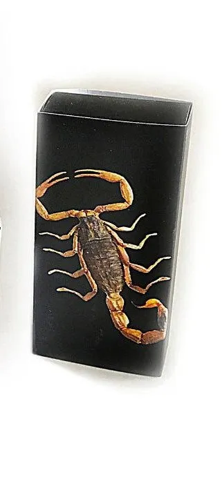 Real Black Scorpion Rectangle Shaped Bracelet Real Nature Gift With Box